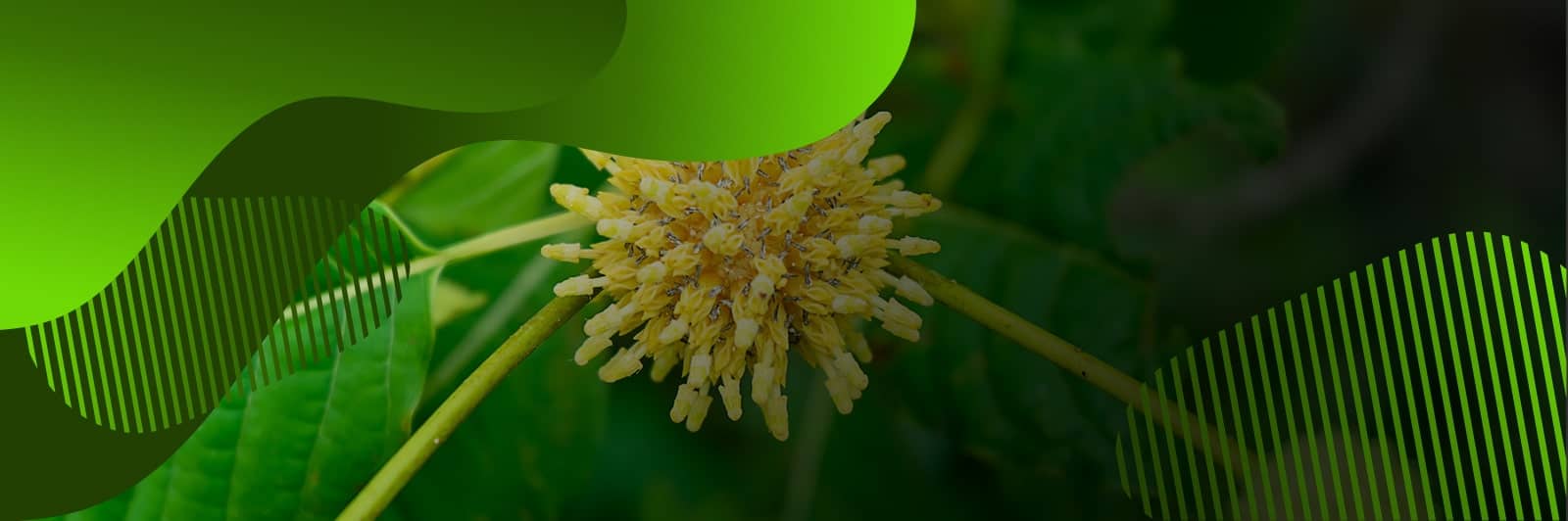 www.kokokratom.com