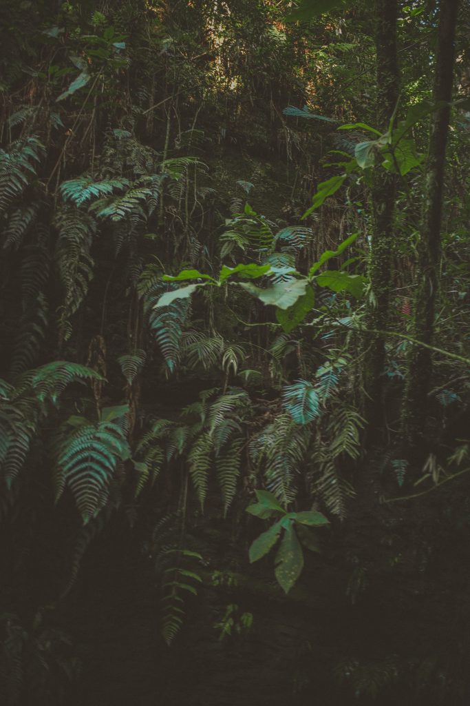 green kratom strain leaves