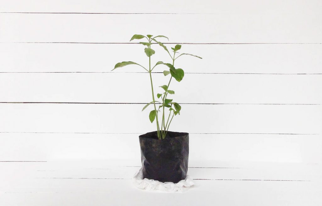 growing kratom in a bag of soil