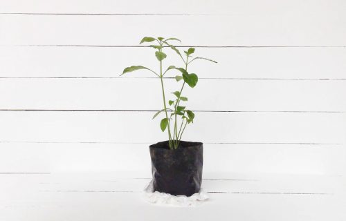 growing kratom in a bag of soil