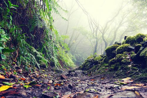 jungle walkway path