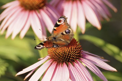 butterfly on a pink echinacea healing plant and flower