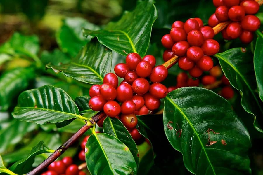 coffee plants are part of the Rubiaceae family