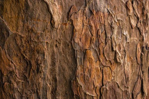 A close-up picture of brown tree bark