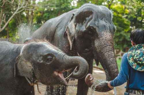 the jungle source of kratom in Thailand