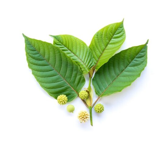 best red vein kratom strain